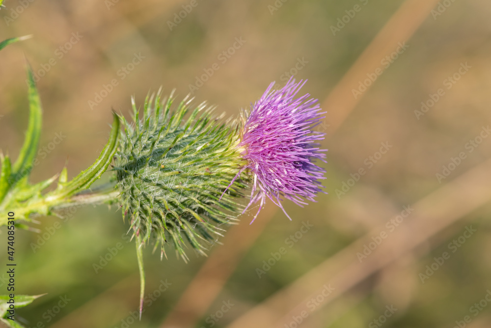 Close up of a common thistle (cirsium vulgare) flower head Close up of a common thistle (cirsium vulgare) flower head