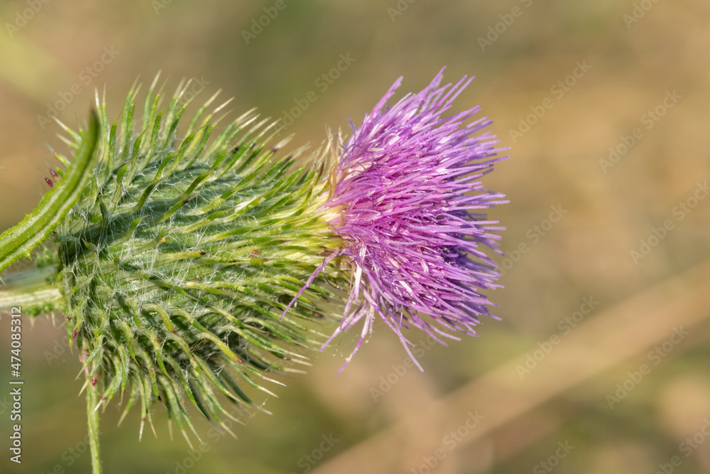 Close up of a common thistle (cirsium vulgare) flower head Close up of a common thistle (cirsium vulgare) flower head