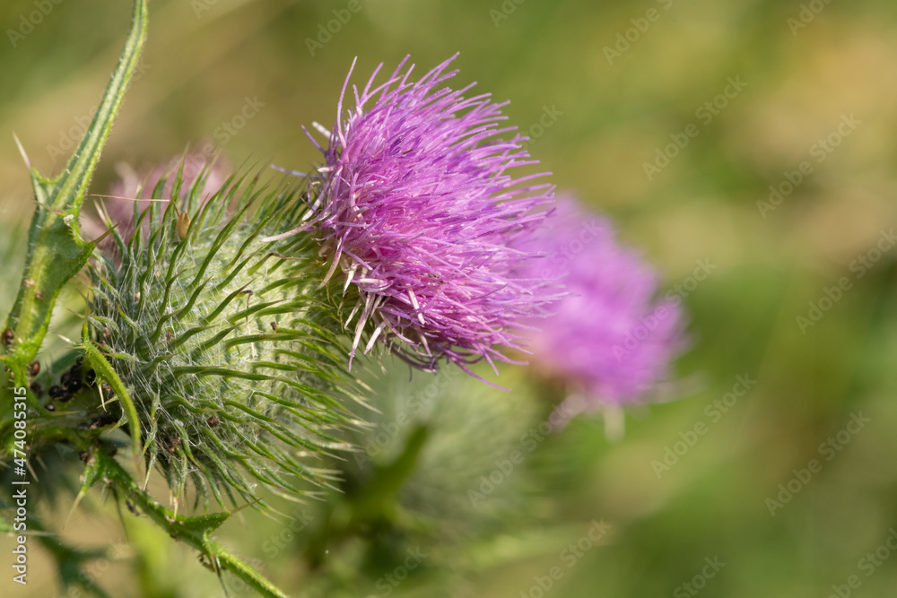 Close up of a common thistle (cirsium vulgare) flower head Close up of a common thistle (cirsium vulgare) flower head