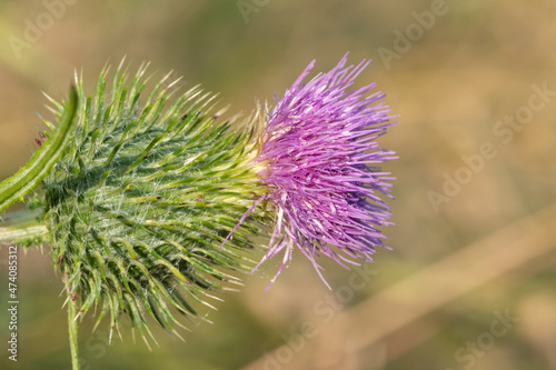Close up of a common thistle (cirsium vulgare) flower head