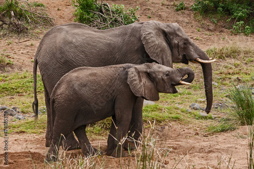 African Elephant Loxodonta africana drinking 13713