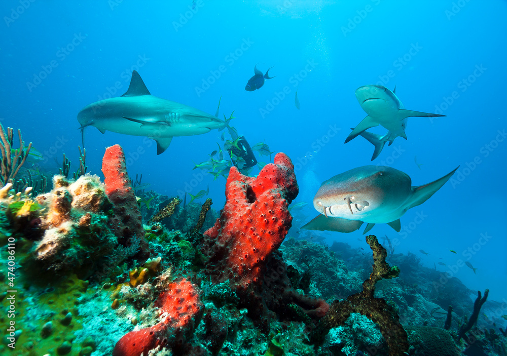 Fototapeta premium Caribbean reef sharks and Nurse shark ower coral reef.