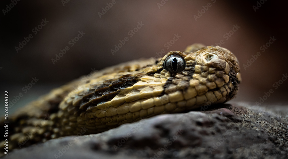 Obraz premium Puff adder (Bitis arietans) head close-up