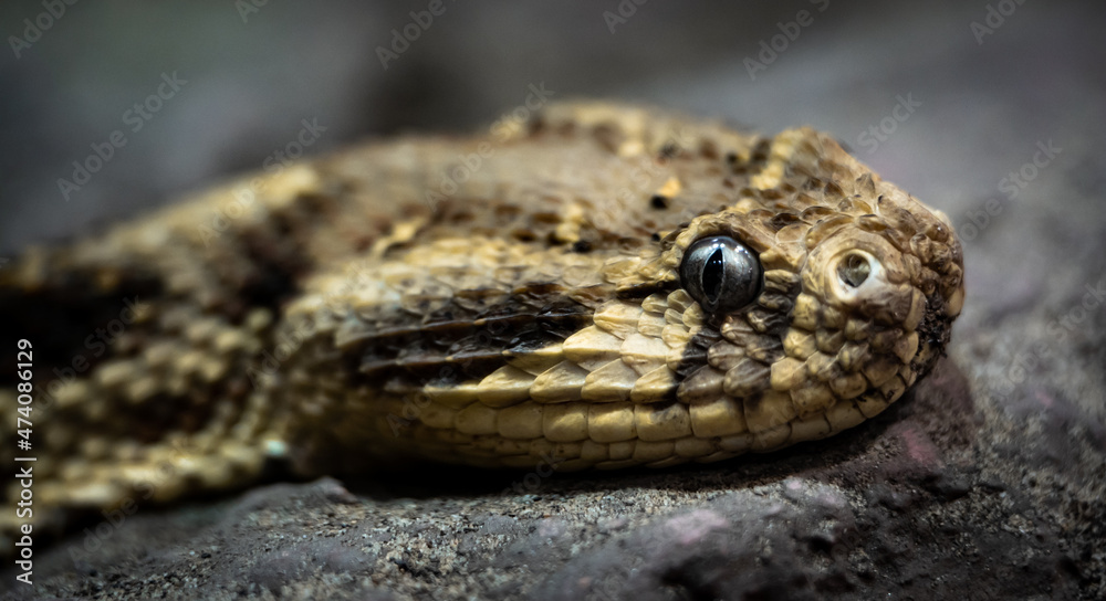 Puff adder (Bitis arietans) head close-up Puff adder (Bitis arietans) head close-up