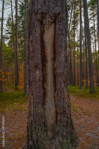 Znaki na drzewie