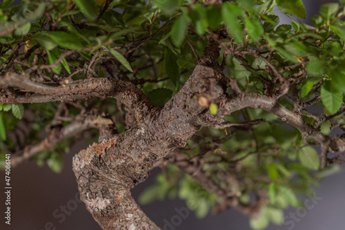 Korona bonsai