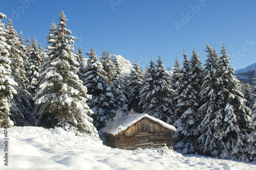 Beautiful winter morning in norwegian mountains,pine tree covered with snow near Hemsedal,Norway,ecological place,scandinavian lifestyle,horizontal wallpaper,calendar,poster,print for wall canvas. © Maryna