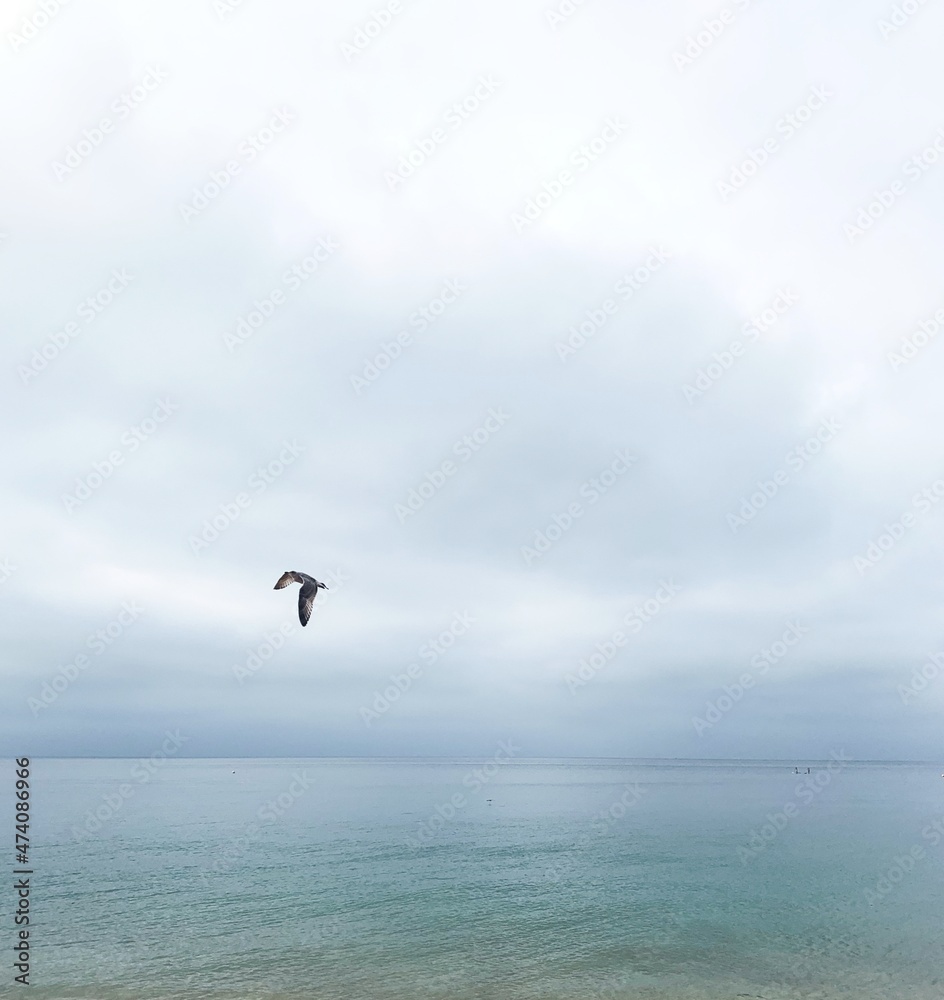 seagull in flight on calm cloudy day