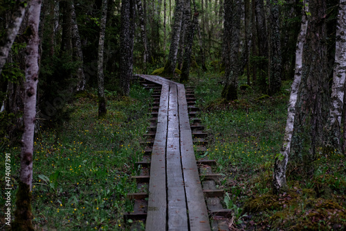 wooden path in the forest