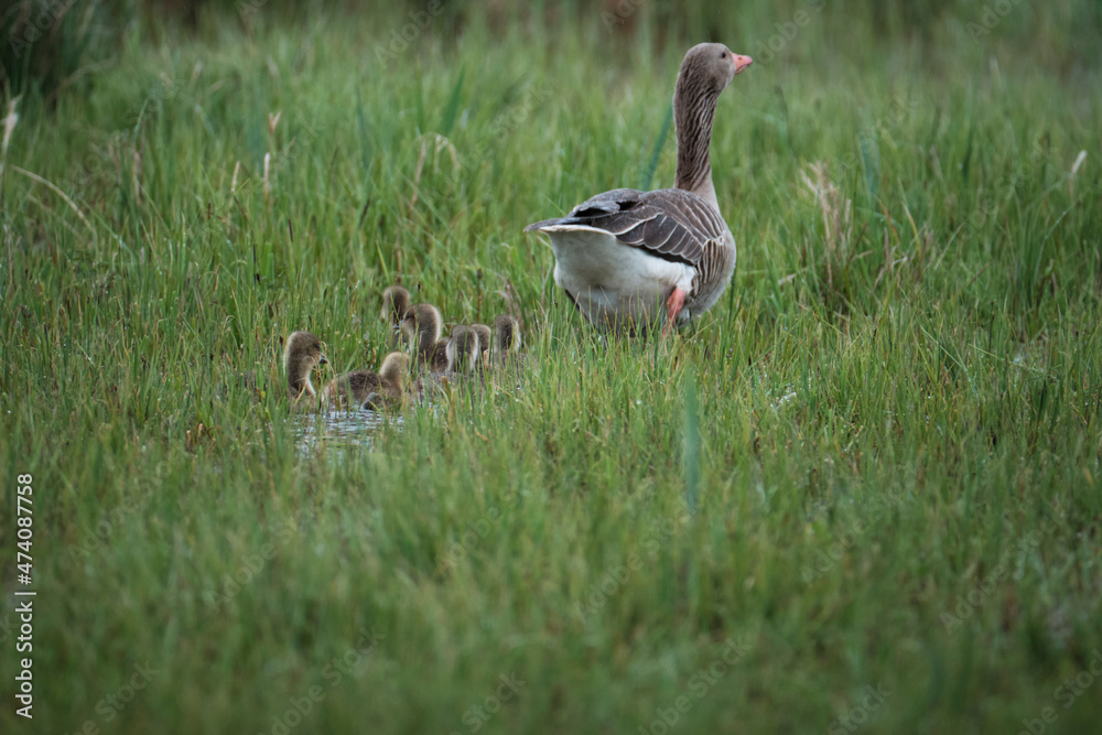 Family of goose with goslings Family of goose with goslings