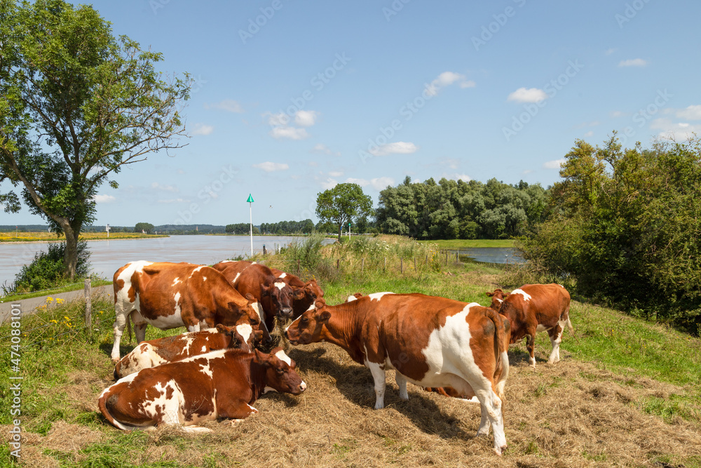 Red spotted cows together on the dike near the river and floodplain in the Betuwe, Netherlands. Red spotted cows together on the dike near the river and floodplain in the Betuwe, Netherlands.