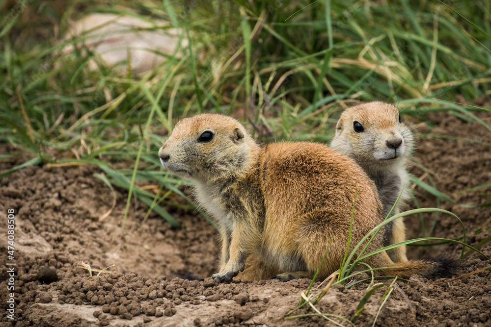 Two Young Black-tail Prairie Dogs Two Young Black-tail Prairie Dogs