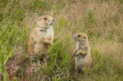 Black-Tailed Prairie Dogs, young and old