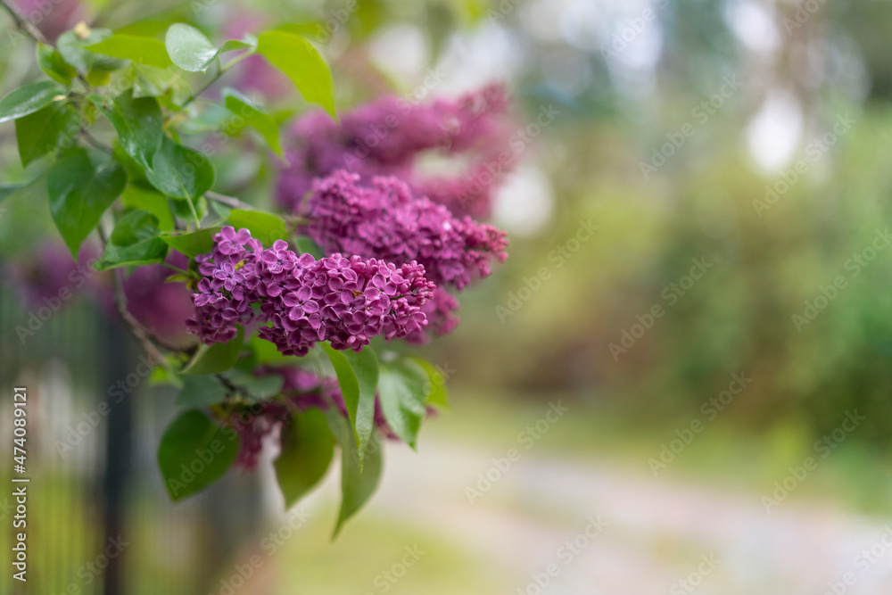 Obraz premium Beautiful flowering lilac branch. Place for text.