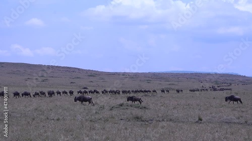 A line of wildebeests walking in the plains in one line.