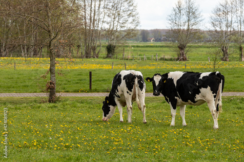 Two young black-and-white cows, Friesian Holstein, graze on green grass with dandelions in a meadow, and some pollard willows in the background in the Netherlands.