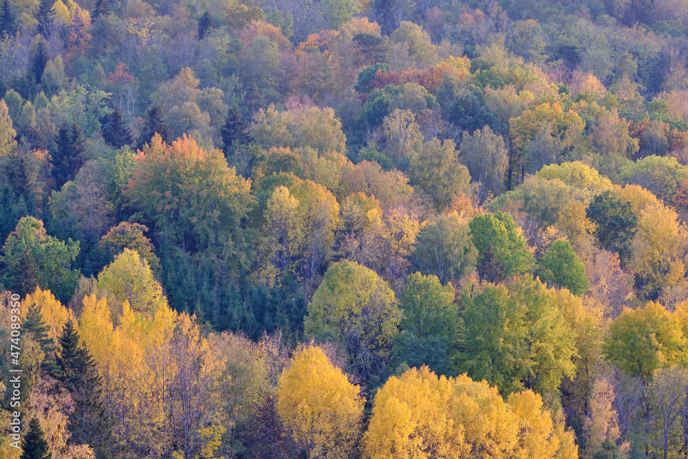 Obraz premium autumn in the mountains