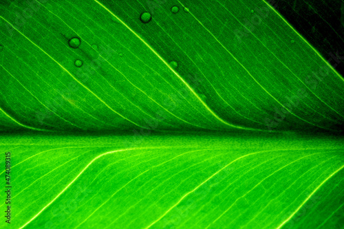 Water droplets on green leaf