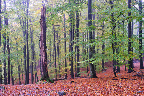 autumn in the park