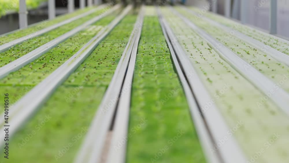 Close up shot of hydroponic vegetables in the rack of hydroponic garden farm with morning light ray and focus shifting. Green vegetable by aquaponic system in greenhouse for control fresh and quality. Close up shot of hydroponic vegetables in the rack of hydroponic garden farm with morning light ray and focus shifting. Green vegetable by aquaponic system in greenhouse for control fresh and quality.