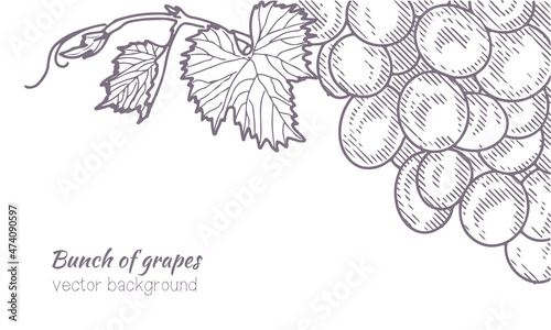 Grape wine, grapes and vines - vector engraved illustration. Vintage bunch of grapes