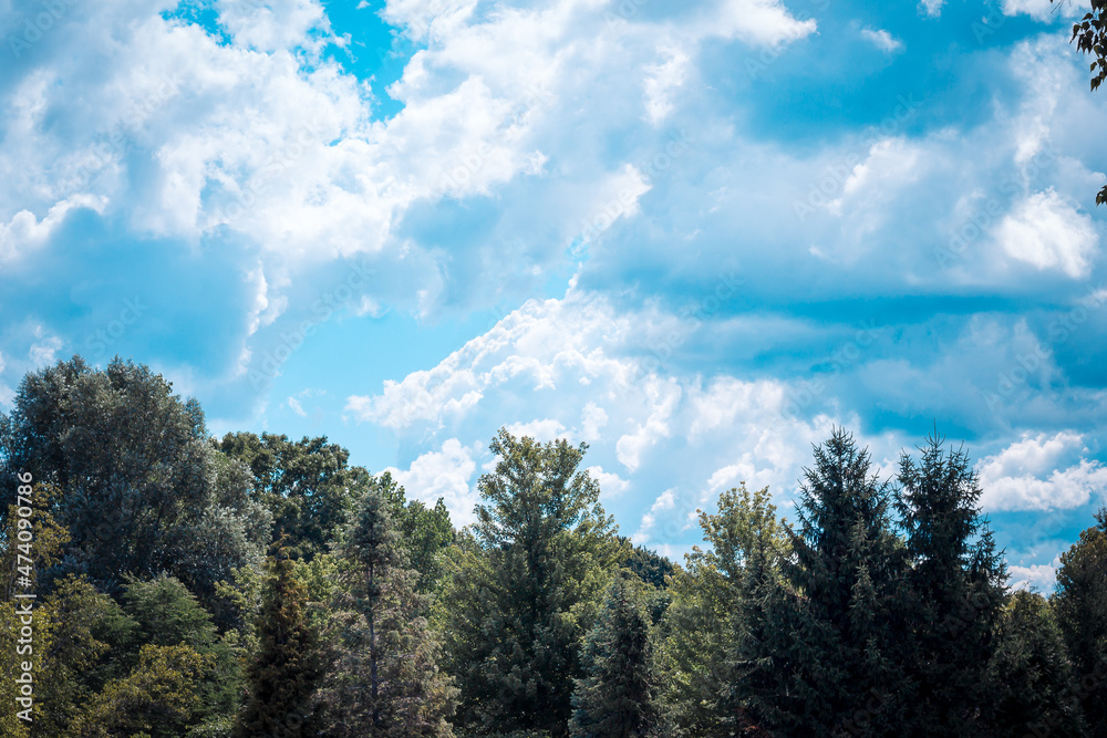 Blue skies at the gardens in the summer