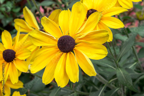 Black eyed susan in bloom during the summer in a garden in Grand Rapids Michigan