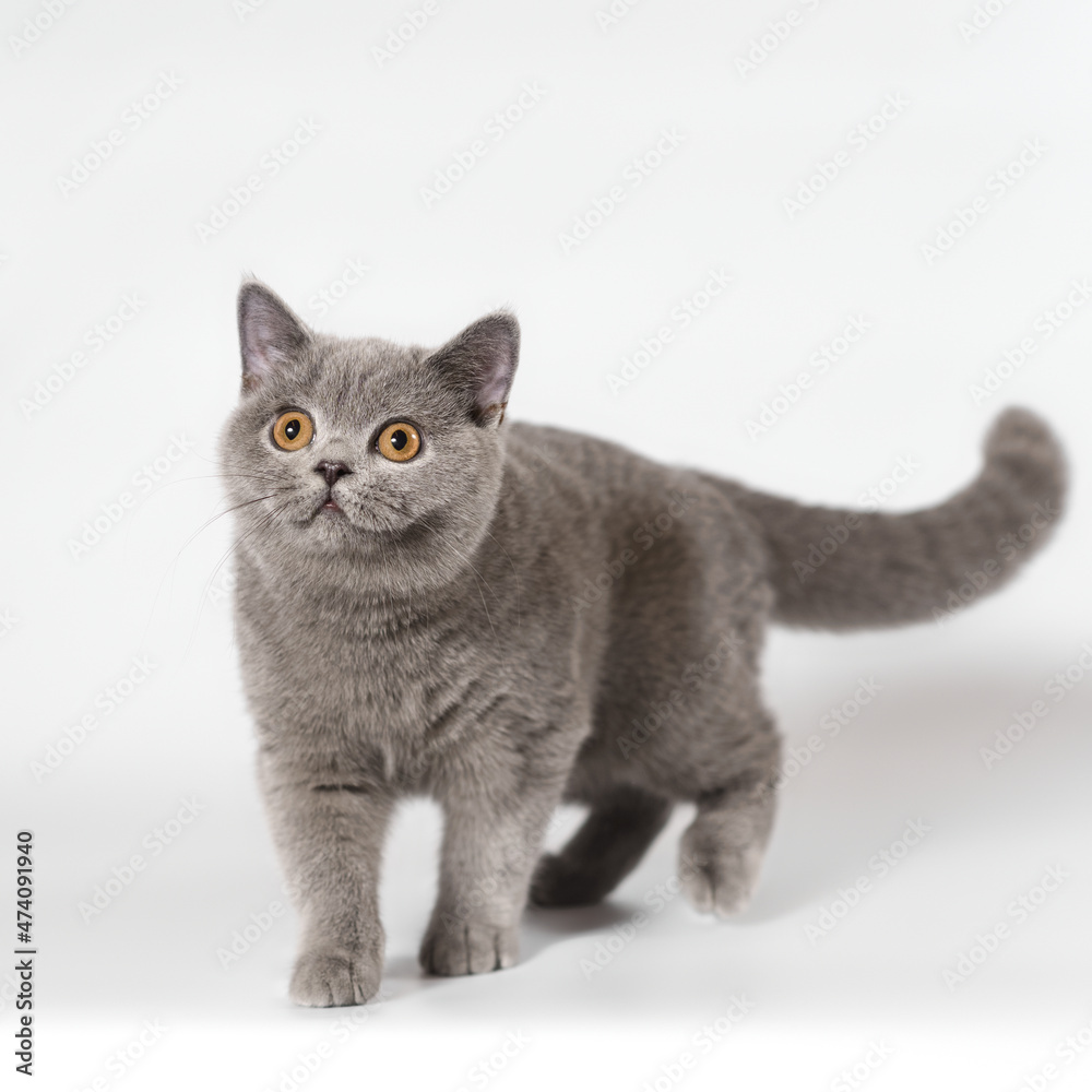 Blue grey kitten on the studio background