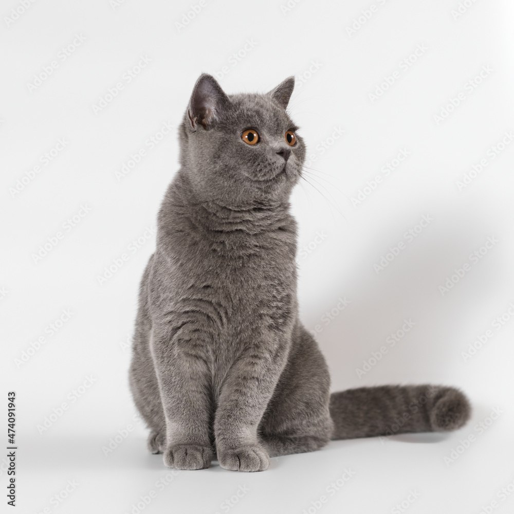 Blue grey kitten on the studio background