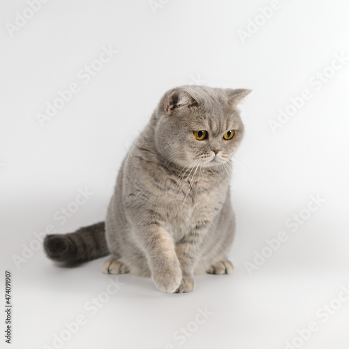 British shorthair adult cat on the studio background