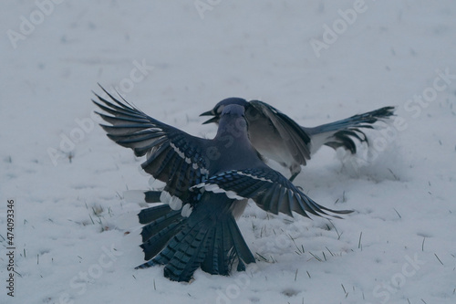 Blue Jays around feeder scrapping for food on overcast winter day before Christmas © Janet