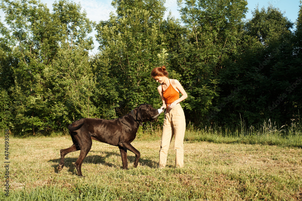 woman playing with a big black dog outdoors in the field fun friendship woman playing with a big black dog outdoors in the field fun friendship