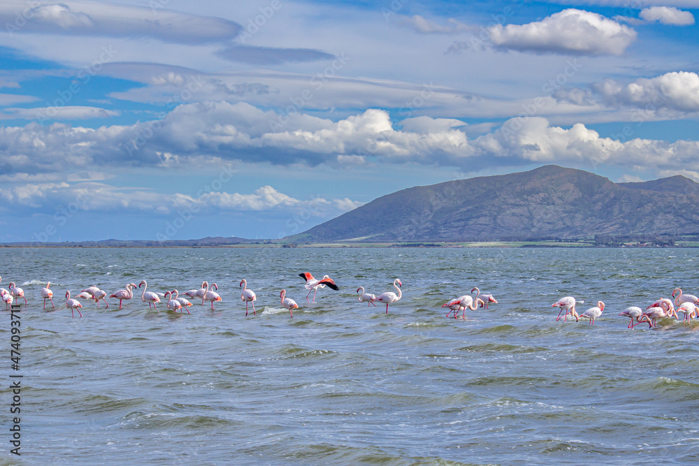 flamingos in a lake in sardinia, italy