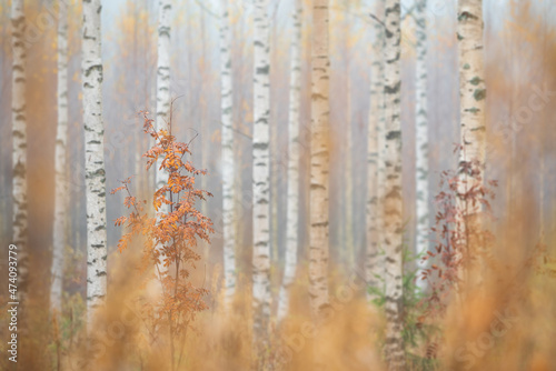 Birch (Betula pendula) tree trunks in autumn forest