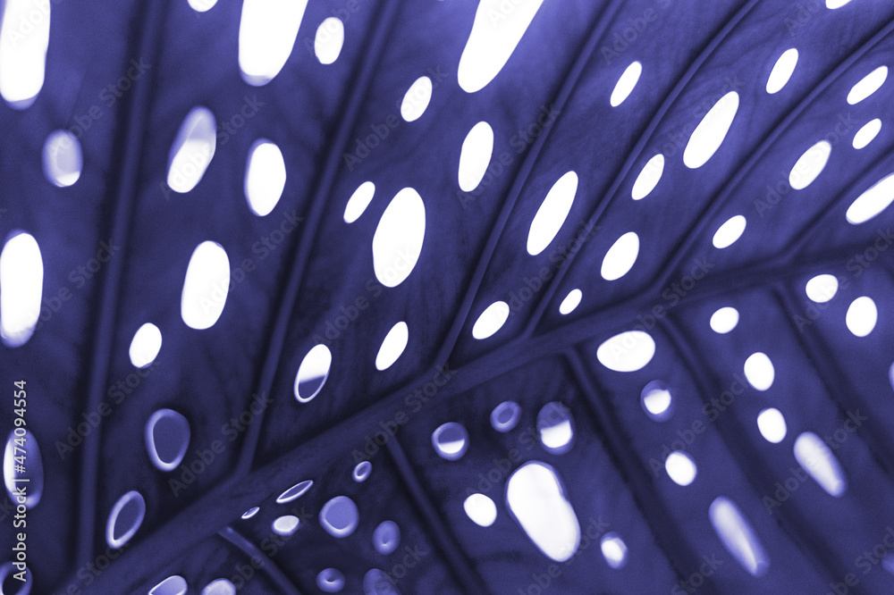 The color of 2022 is very peri. The purple palm leaf of the year. Close up, texture background, trendy color, trend concept. Jungle photo The color of 2022 is very peri. The purple palm leaf of the year. Close up, texture background, trendy color, trend concept. Jungle photo