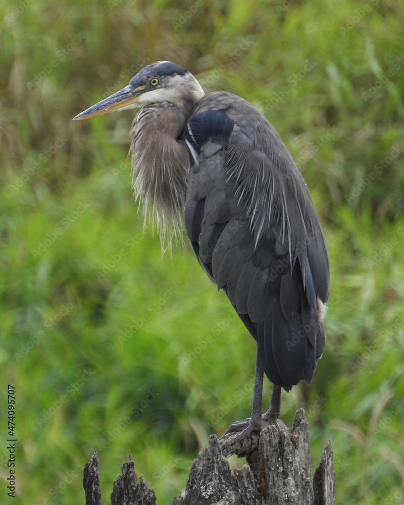 Fototapeta premium Great Blue Heron - picture No1
