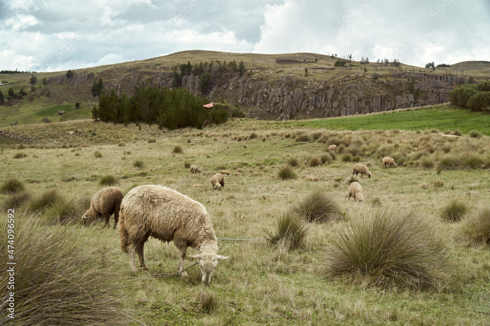 Fototapeta premium Ovejas Comiendo en Campo