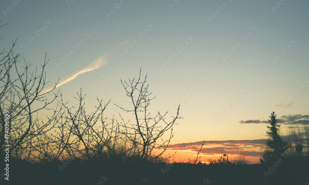 Fototapeta premium the rising sun among the trees