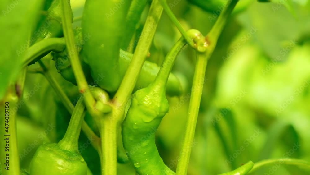 Organic farming, home farm. Hot green pepper on a branch on a sunny summer day Organic farming, home farm. Hot green pepper on a branch on a sunny summer day
