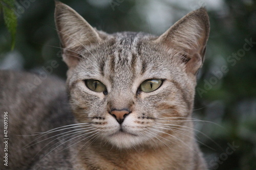 gato miau  felis catus                                                                                                                     © oscaryoshinori