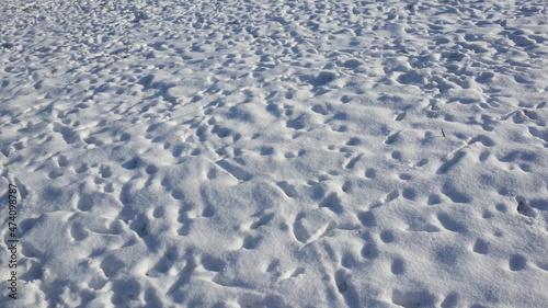 Many animal footprints on snowy field. West Pomeranian Voivodeship. Wegorzyno, Poland.