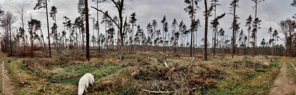 Zeichen des Waldsterbens aus Dürren, des Klimawandels und des Borkenkäfers: Ein ausgedünntes trostloses Waldfeld mit überlebenden Kiefern im Naturschutzgebiet Mönchbruch in Hessen Zeichen des Waldsterbens aus Dürren, des Klimawandels und des Borkenkäfers: Ein ausgedünntes trostloses Waldfeld mit überlebenden Kiefern im Naturschutzgebiet Mönchbruch in Hessen