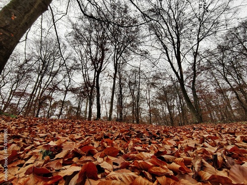 Weitwinkel Foto von einem spätherbstlichen Wald mit kupferfarbenem roten Laub mit kahlen Bäumen bei trübem Wetter im Naturschutzgebiet Mönchbruch