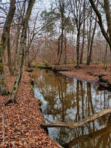Melancholisch verträumter Waldbach im Naturschutzgebiet Mönchbruch in Hessen mit kupferfarbenem Laub im Spätherbst und kahlen Bäumen
