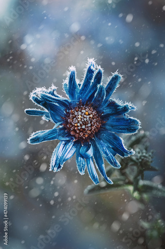 Macro of a single blue frosty aster flower on dark and moody background. Shallow depth of field, soft focus, blur and snowfall. A photo of early first frost photo