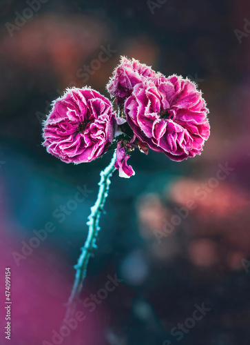Macro of three pink frosty rose flowers on dark and moody background. Shallow depth of field, soft focus, blur and snowfall. A photo of early first frost