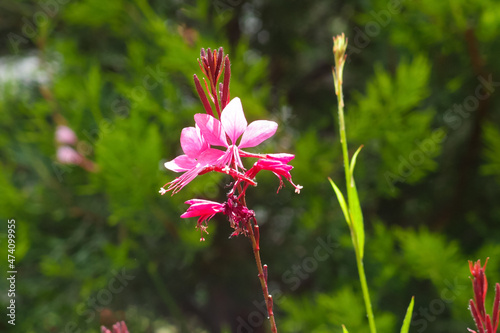 Pink Gaura flowers in green garden. Oenothera lindheimeri or Gaura lindheimeri photo