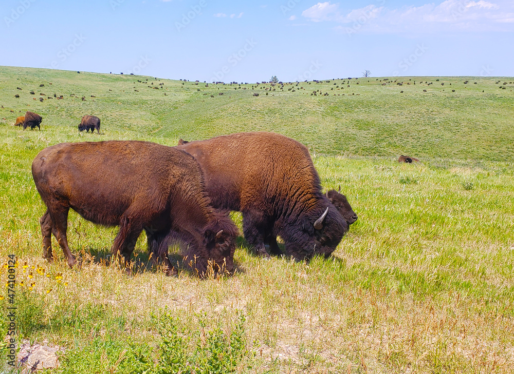 Bison in Summer, Custer State Park, South Dakota Bison in Summer, Custer State Park, South Dakota