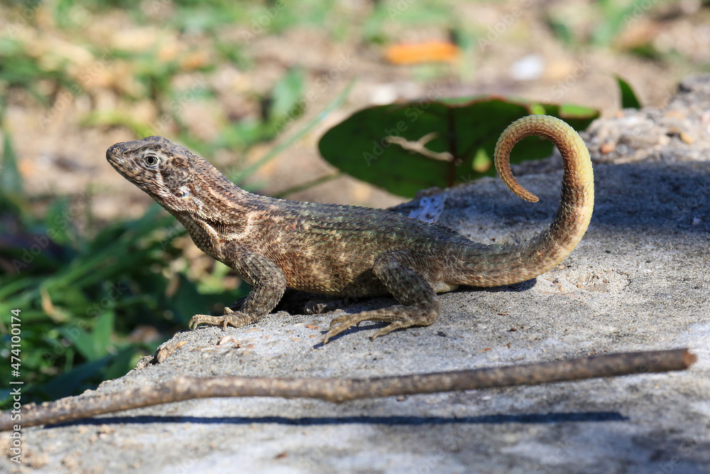 Fototapeta premium Eidechse auf Boden/Fels (Kuba)