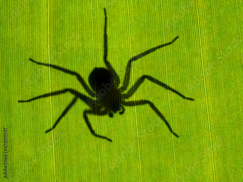 creepy silhouette of a flattie spider (Selenops rediatus) from North Africa, lurking underneath a banana leaf, backlit